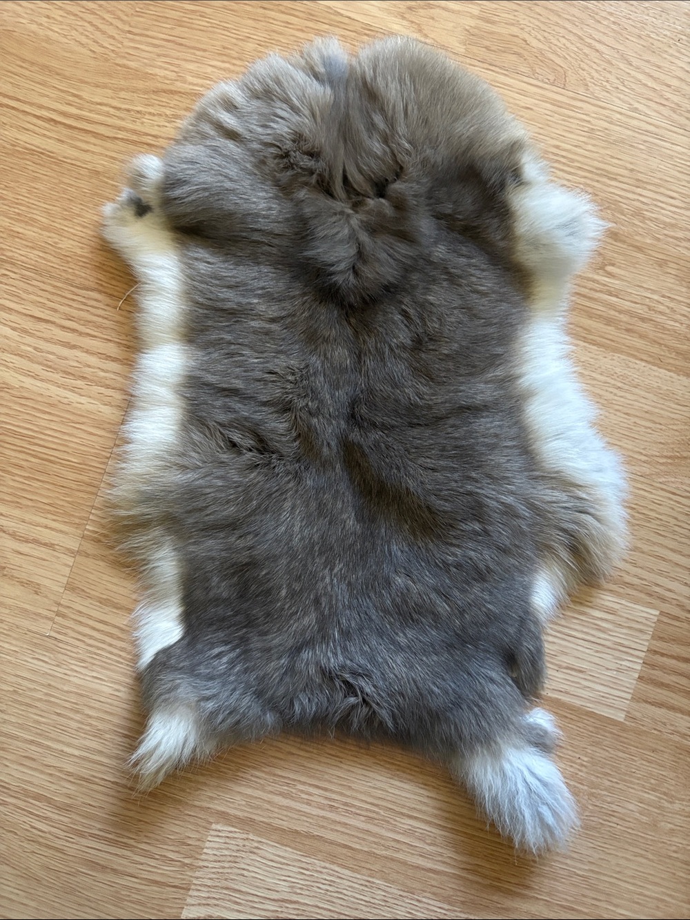 B0077 Plush Gray rabbit pelt with Cream Edging